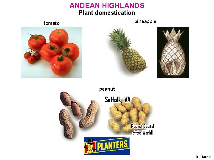 ANDEAN HIGHLANDS Plant domestication pineapple tomato peanut D. Hardin 