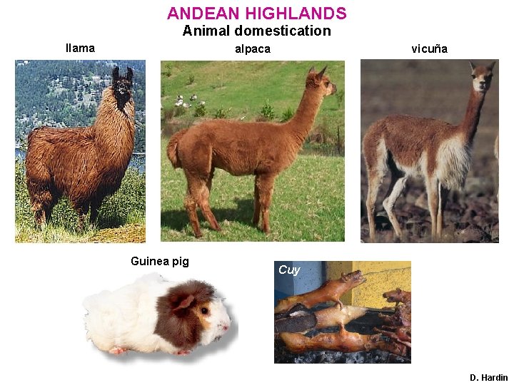 ANDEAN HIGHLANDS Animal domestication llama alpaca Guinea pig vicuña Cuy D. Hardin 