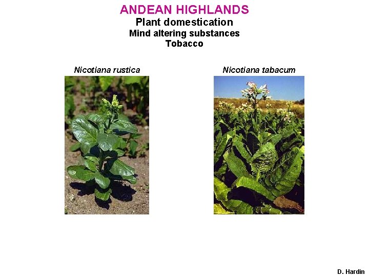 ANDEAN HIGHLANDS Plant domestication Mind altering substances Tobacco Nicotiana rustica Nicotiana tabacum D. Hardin