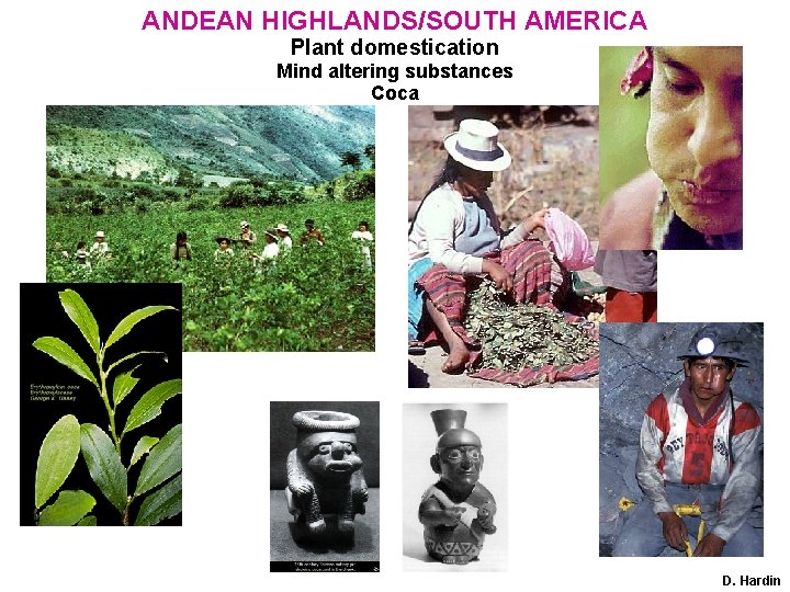 ANDEAN HIGHLANDS/SOUTH AMERICA Plant domestication Mind altering substances Coca D. Hardin 