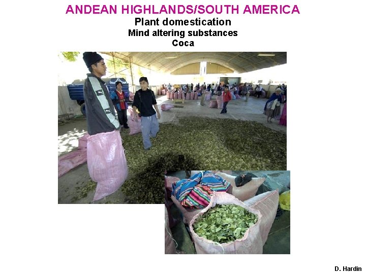 ANDEAN HIGHLANDS/SOUTH AMERICA Plant domestication Mind altering substances Coca D. Hardin 