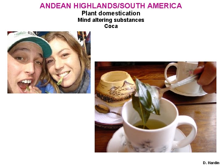 ANDEAN HIGHLANDS/SOUTH AMERICA Plant domestication Mind altering substances Coca D. Hardin 