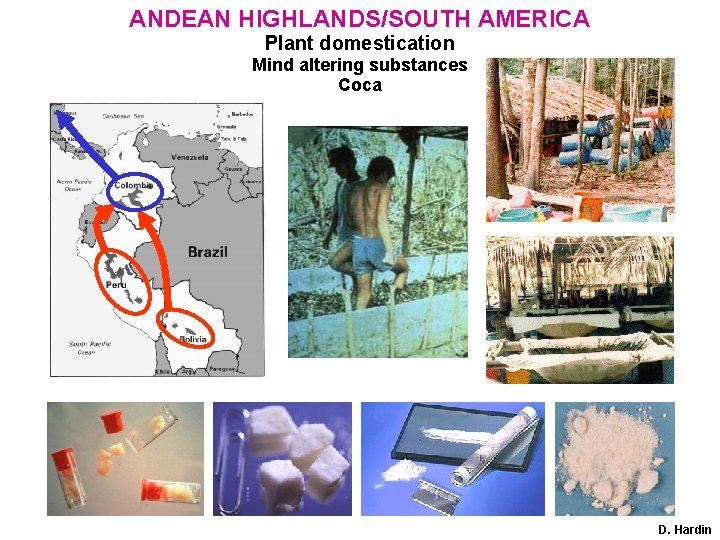 ANDEAN HIGHLANDS/SOUTH AMERICA Plant domestication Mind altering substances Coca D. Hardin 