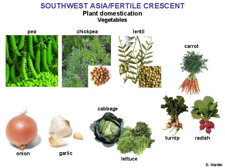 SOUTHWEST ASIA/FERTILE CRESCENT Plant domestication Vegetables pea chickpea lentil carrot cabbage turnip onion radish