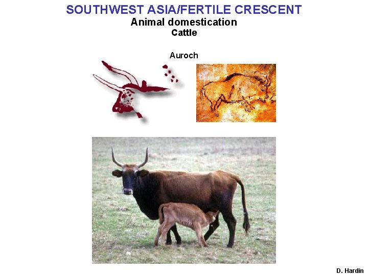 SOUTHWEST ASIA/FERTILE CRESCENT Animal domestication Cattle Auroch D. Hardin 