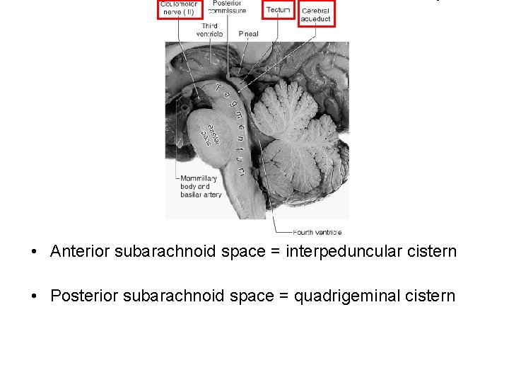  • Anterior subarachnoid space = interpeduncular cistern • Posterior subarachnoid space = quadrigeminal