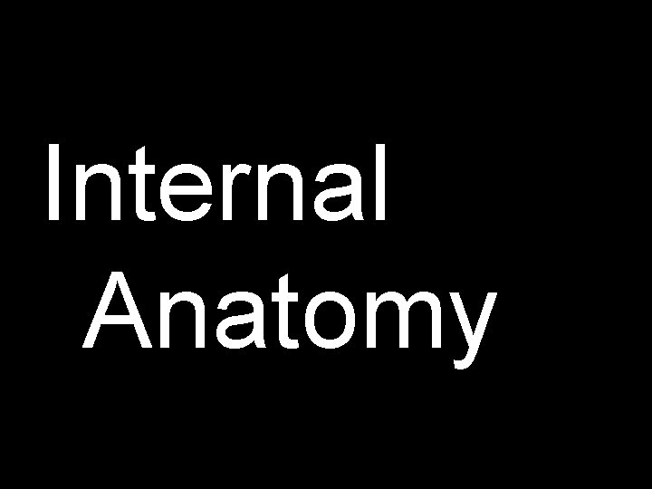 Internal Anatomy 