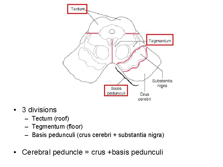  • 3 divisions – Tectum (roof) – Tegmentum (floor) – Basis pedunculi (crus