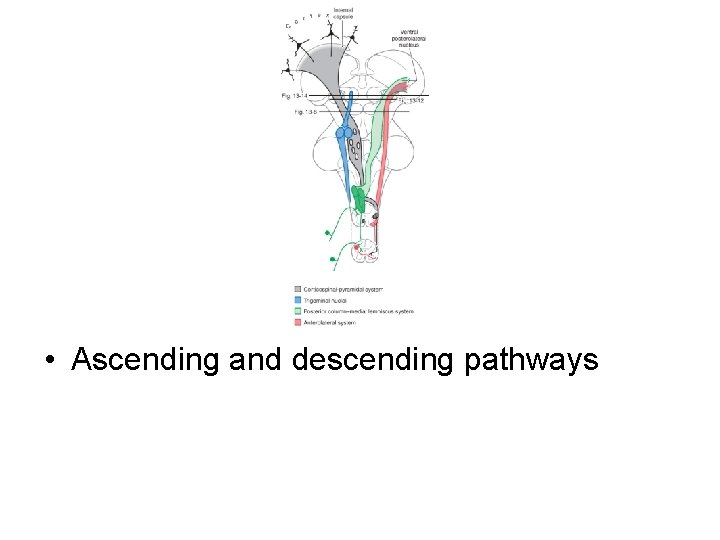  • Ascending and descending pathways 