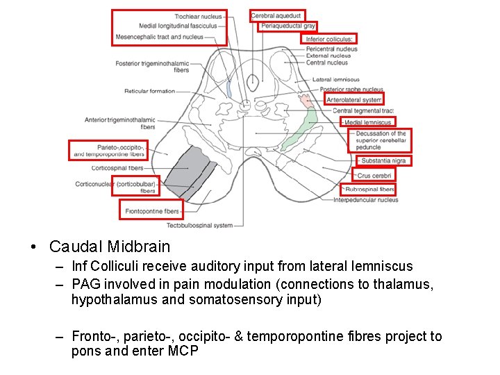  • Caudal Midbrain – Inf Colliculi receive auditory input from lateral lemniscus –