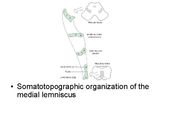  • Somatotopographic organization of the medial lemniscus 