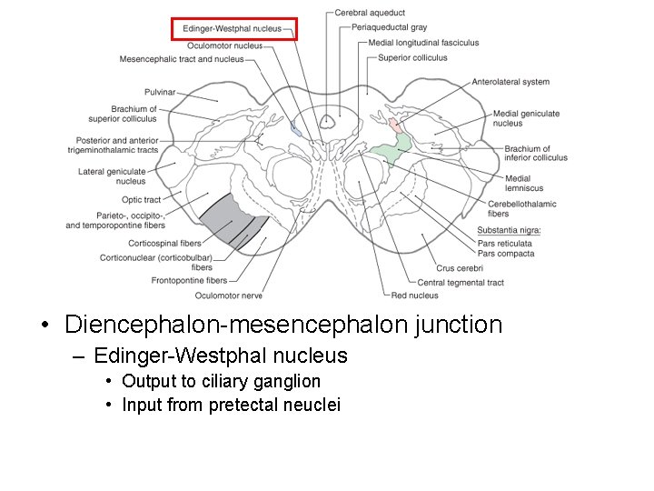  • Diencephalon-mesencephalon junction – Edinger-Westphal nucleus • Output to ciliary ganglion • Input