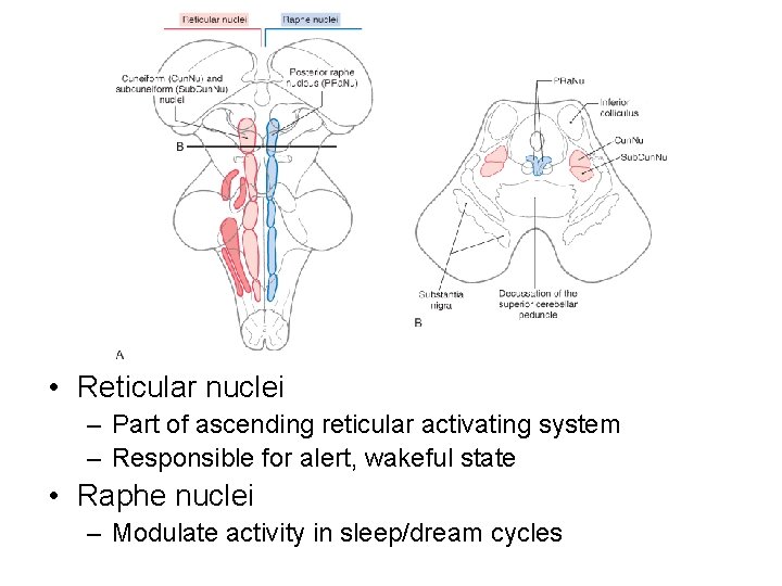  • Reticular nuclei – Part of ascending reticular activating system – Responsible for