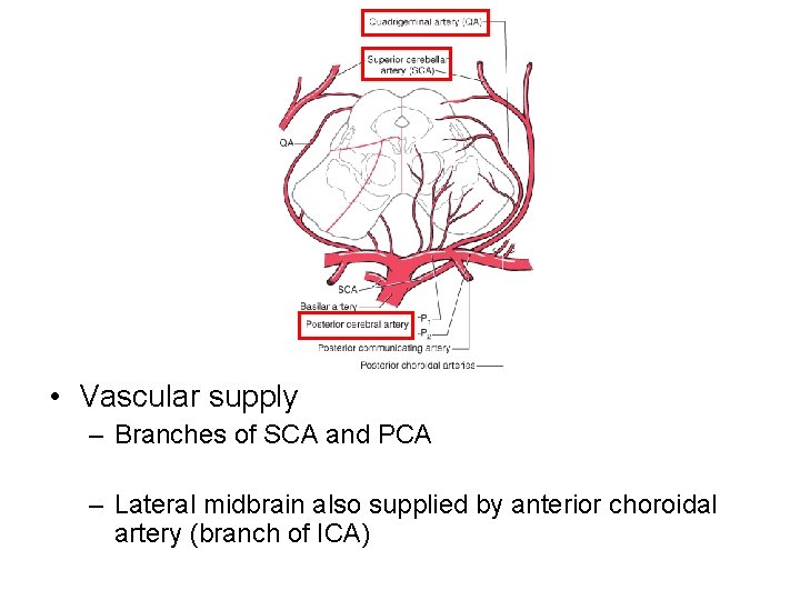  • Vascular supply – Branches of SCA and PCA – Lateral midbrain also
