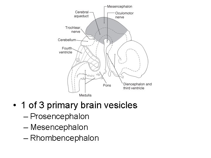  • 1 of 3 primary brain vesicles – Prosencephalon – Mesencephalon – Rhombencephalon