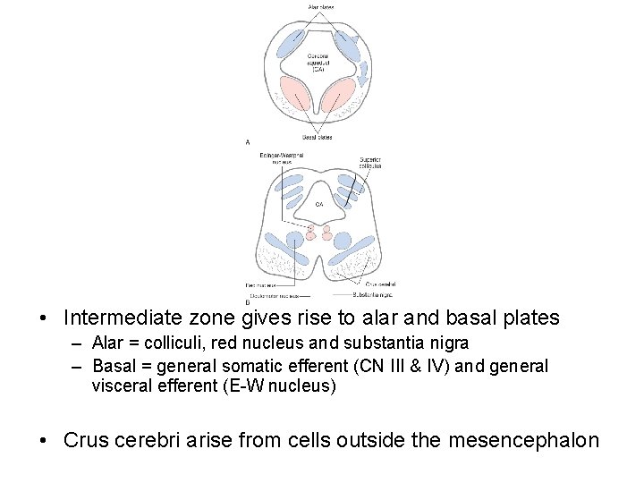  • Intermediate zone gives rise to alar and basal plates – Alar =