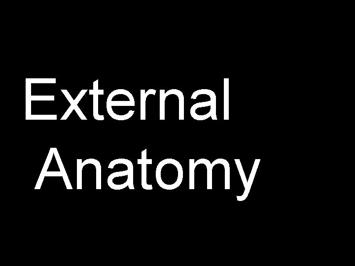 External Anatomy 
