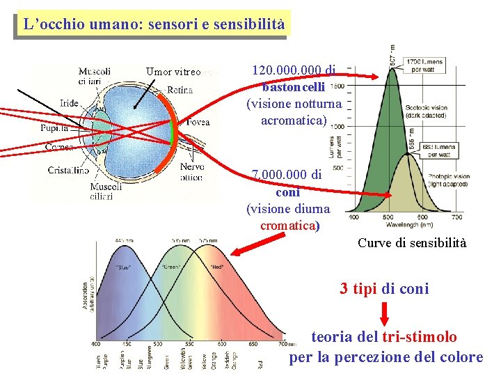 L’occhio umano: sensori e sensibilità Umor vitreo 120. 000 di bastoncelli (visione notturna acromatica)