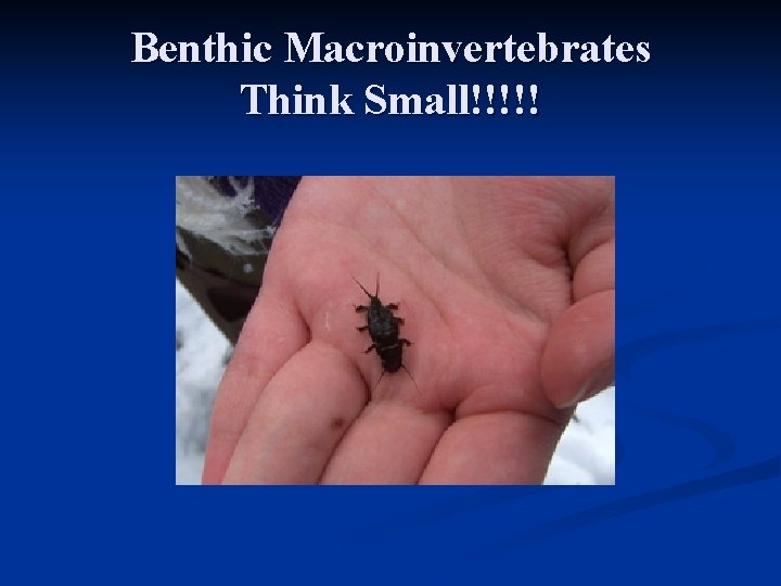 Benthic Macroinvertebrates Think Small!!!!! 