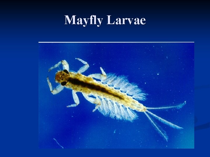 Mayfly Larvae 