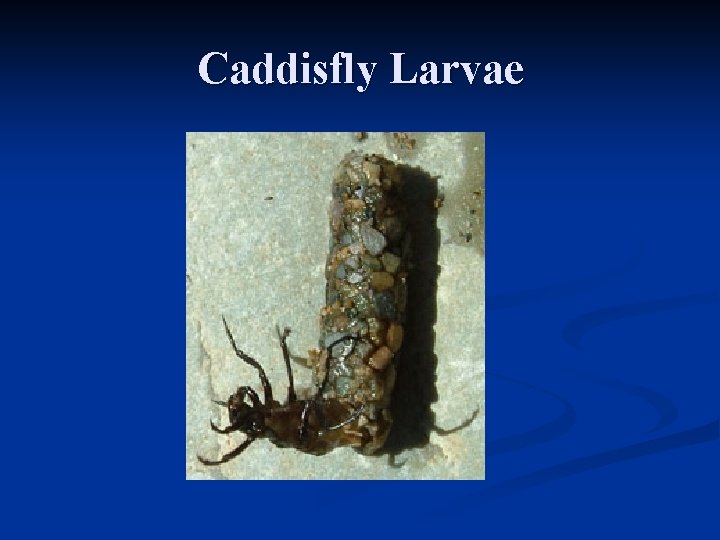 Caddisfly Larvae 