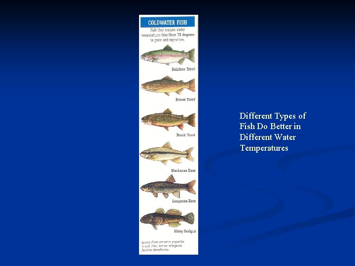 Different Types of Fish Do Better in Different Water Temperatures 