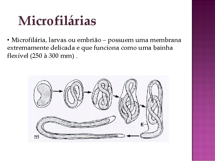 Microfilárias • Microfilária, larvas ou embrião – possuem uma membrana extremamente delicada e que