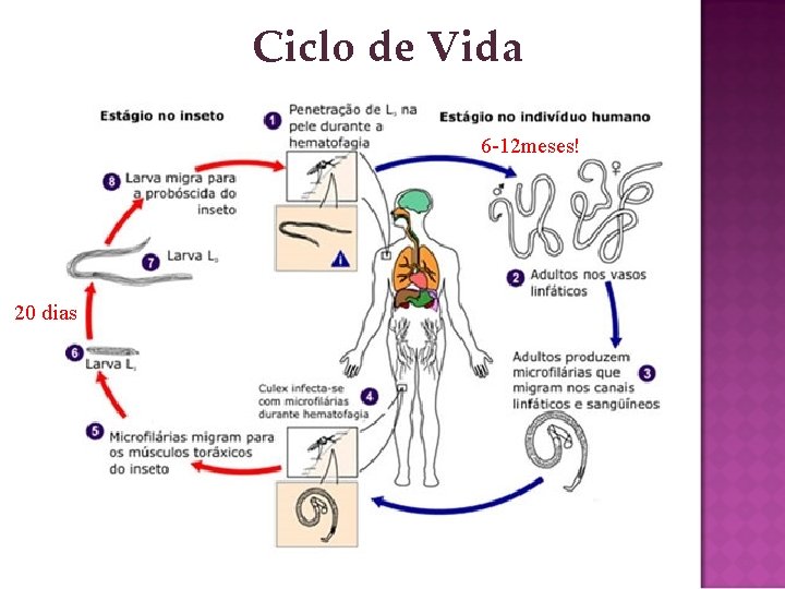 Ciclo de Vida 6 -12 meses! 20 dias 