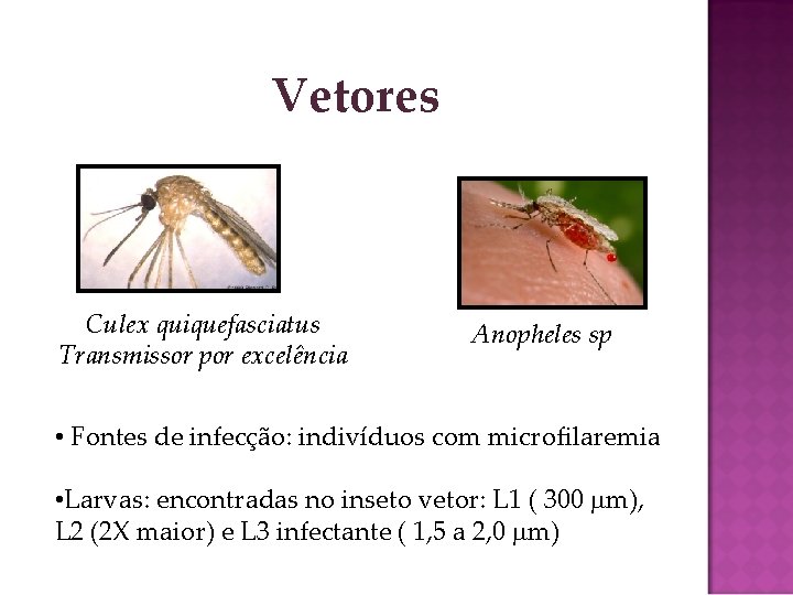 Vetores Culex quiquefasciatus Transmissor por excelência Anopheles sp • Fontes de infecção: indivíduos com