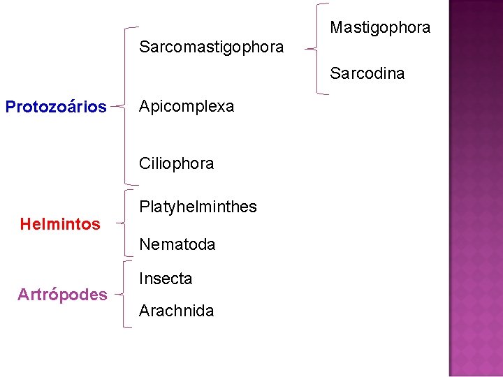 Mastigophora Sarcomastigophora Sarcodina Protozoários Apicomplexa Ciliophora Helmintos Platyhelminthes Nematoda Artrópodes Insecta Arachnida 