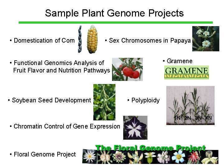 Sample Plant Genome Projects • Domestication of Corn • Sex Chromosomes in Papaya •