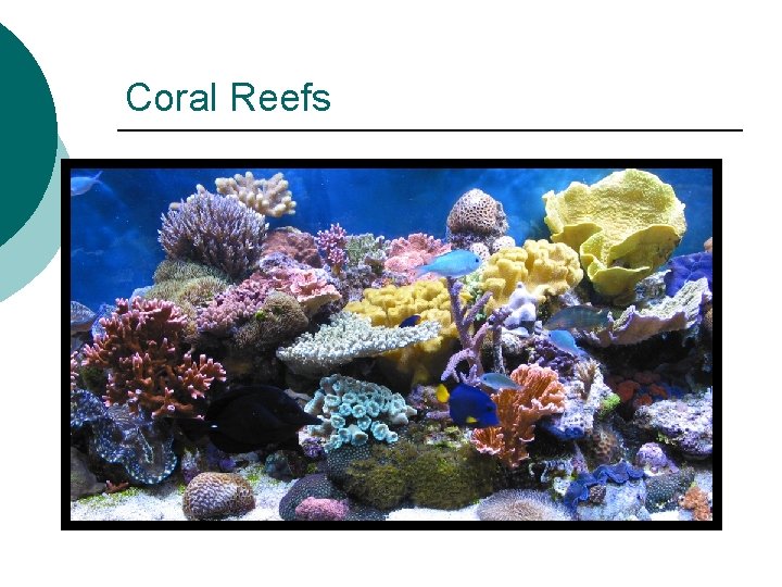 Coral Reefs 