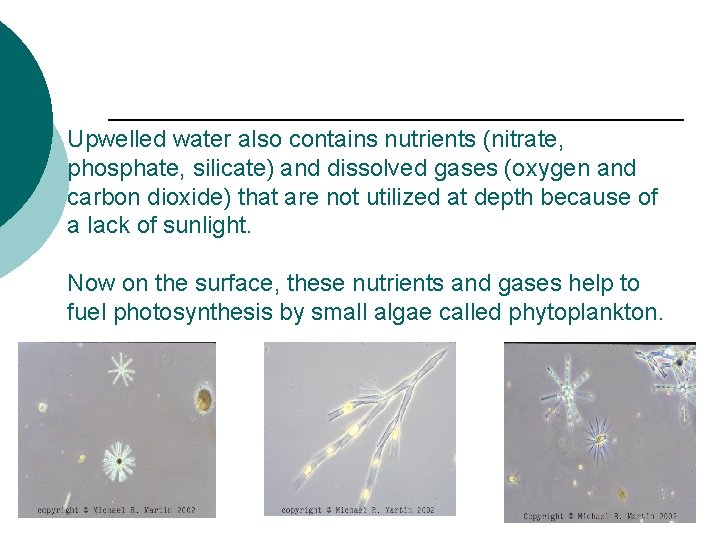 Upwelled water also contains nutrients (nitrate, phosphate, silicate) and dissolved gases (oxygen and carbon