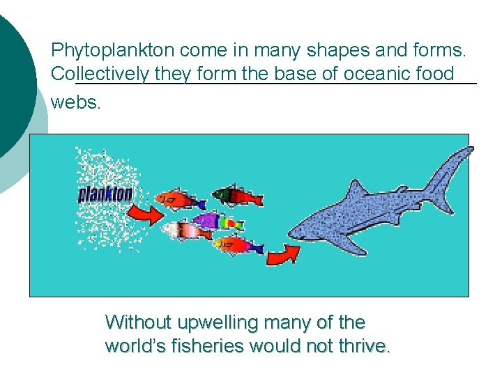 Phytoplankton come in many shapes and forms. Collectively they form the base of oceanic