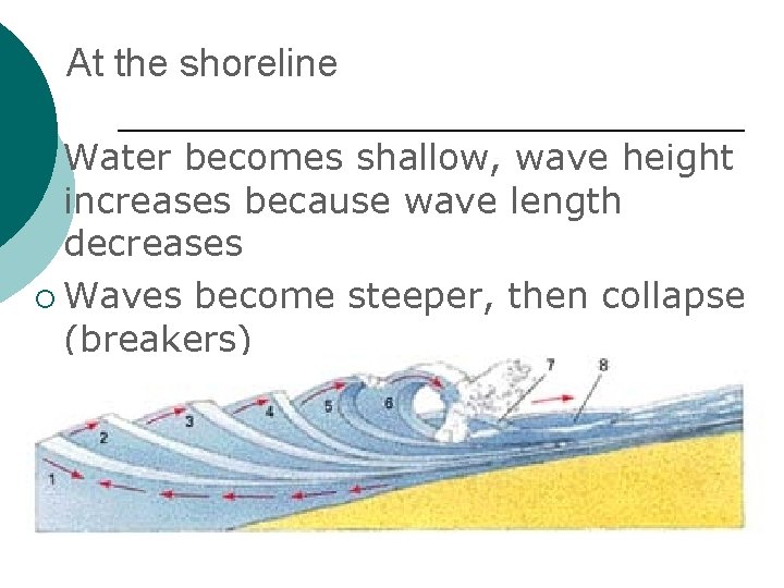 At the shoreline ¡ Water becomes shallow, wave height increases because wave length decreases