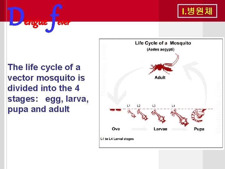 Dengue f I. 병원체 ever The life cycle of a vector mosquito is divided