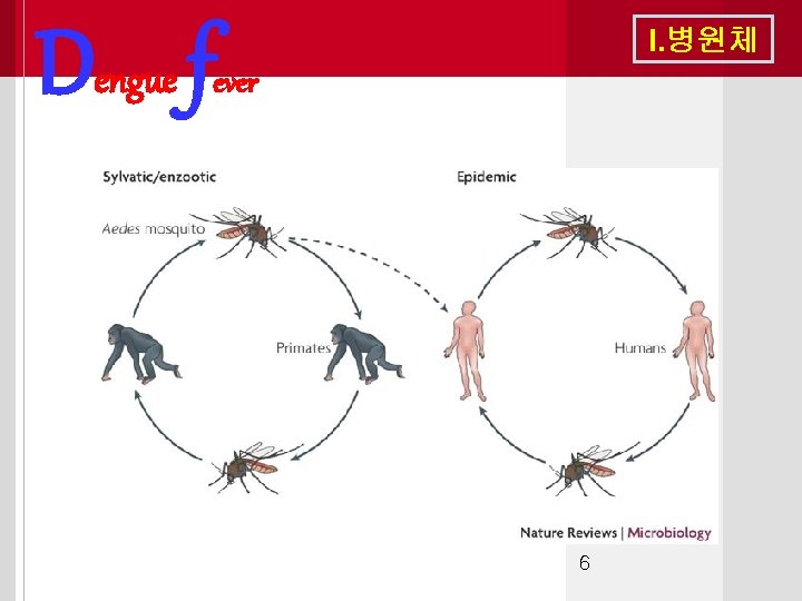 Dengue f I. 병원체 ever 6 