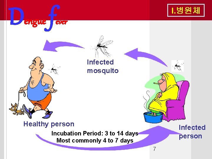 Dengue f I. 병원체 ever Infected mosquito Healthy person Infected person Incubation Period: 3