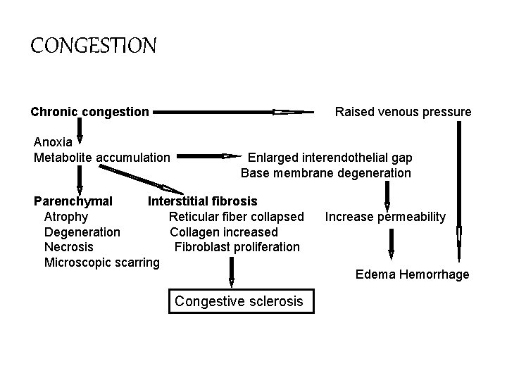CONGESTION Chronic congestion Anoxia Metabolite accumulation Raised venous pressure Enlarged interendothelial gap Base membrane
