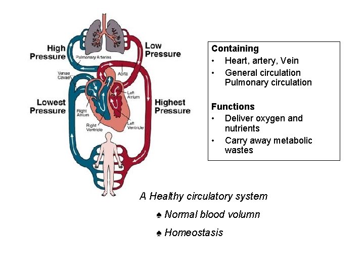 Containing • Heart, artery, Vein • General circulation Pulmonary circulation Functions • Deliver oxygen