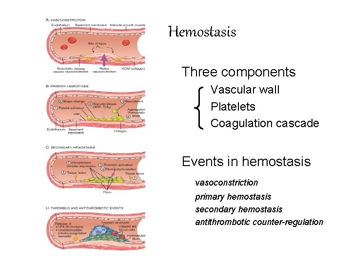Hemostasis Three components Vascular wall Platelets Coagulation cascade Events in hemostasis vasoconstriction primary hemostasis