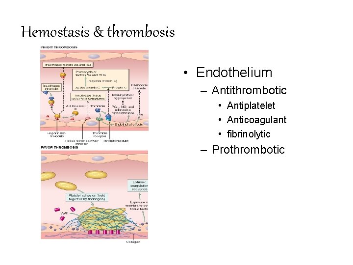 Hemostasis & thrombosis • Endothelium – Antithrombotic • Antiplatelet • Anticoagulant • fibrinolytic –