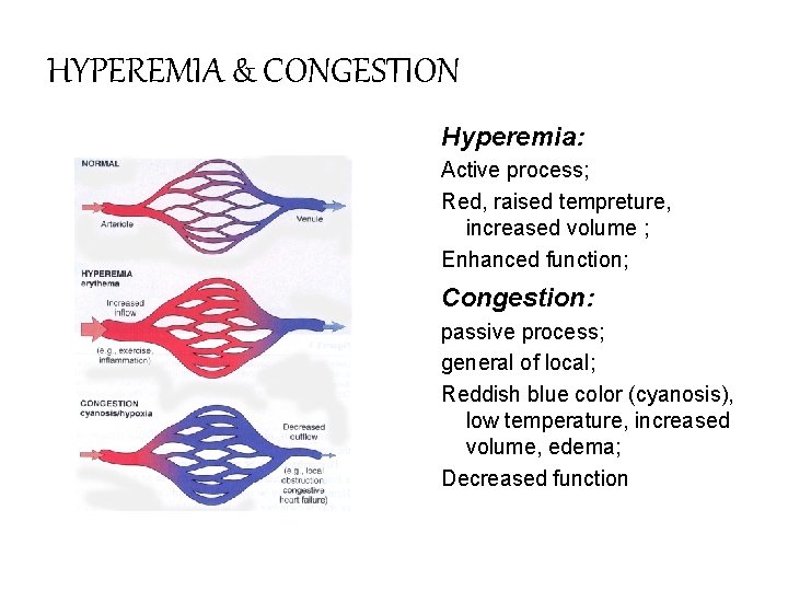 HYPEREMIA & CONGESTION Hyperemia: Active process; Red, raised tempreture, increased volume ; Enhanced function;