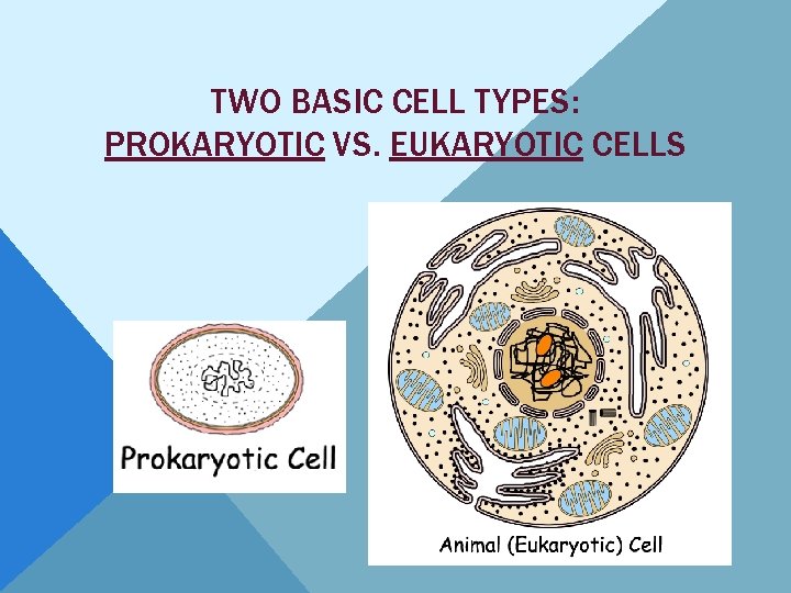 TWO BASIC CELL TYPES: PROKARYOTIC VS. EUKARYOTIC CELLS 