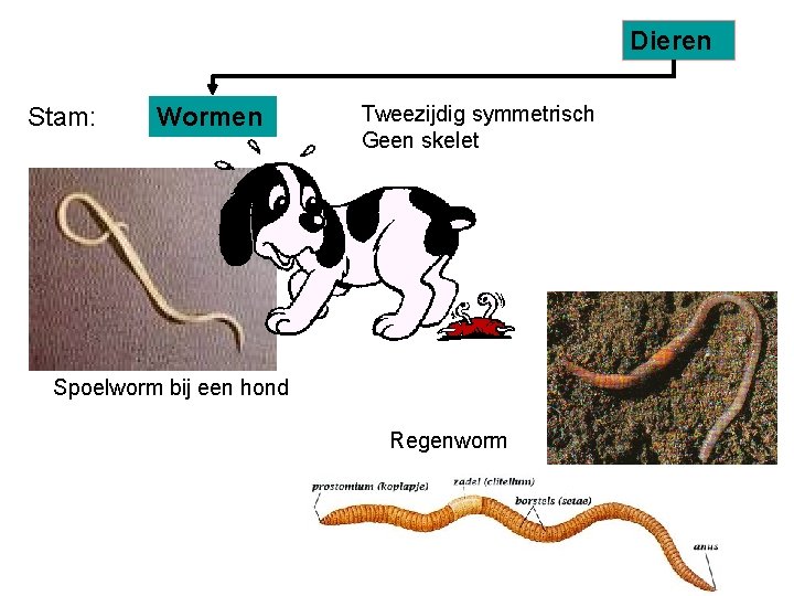 Dieren Stam: Wormen Tweezijdig symmetrisch Geen skelet Spoelworm bij een hond Regenworm 