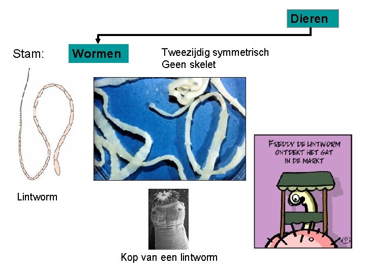 Dieren Stam: Wormen Tweezijdig symmetrisch Geen skelet Lintworm Kop van een lintworm 