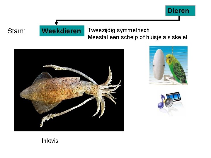 Dieren Stam: Weekdieren Tweezijdig symmetrisch Meestal een schelp of huisje als skelet Inktvis 