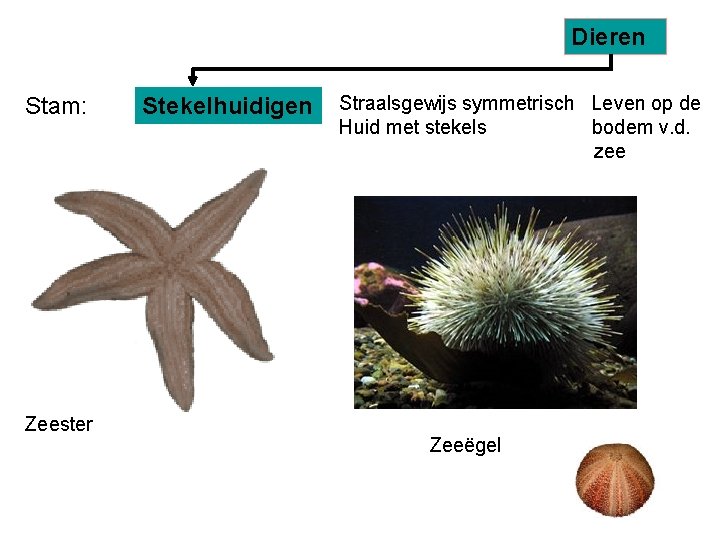 Dieren Stam: Zeester Stekelhuidigen Straalsgewijs symmetrisch Leven op de Huid met stekels bodem v.