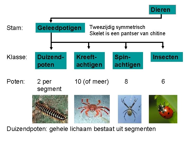 Dieren Tweezijdig symmetrisch Skelet is een pantser van chitine Stam: Geleedpotigen Klasse: Duizendpoten Kreeftachtigen