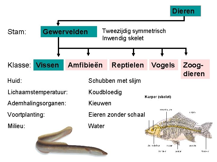 Dieren Stam: Gewervelden Klasse: Vissen Tweezijdig symmetrisch Inwendig skelet Amfibieën Reptielen Huid: Schubben met